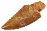 Serrated Raptor Tooth - Real Dinosaur Tooth #347074-1